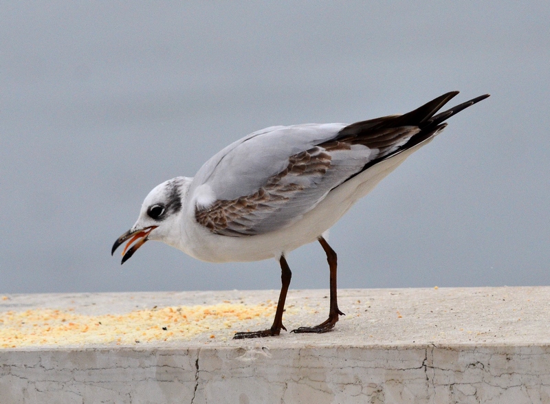 Gabbiano corallino giovane